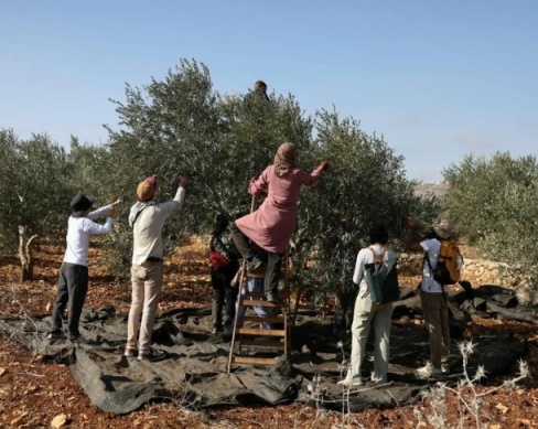 لأول مرة.. إسرائيل تمنع الفلسطينيين من حصاد محاصيلهم في أراضٍ بالضفة