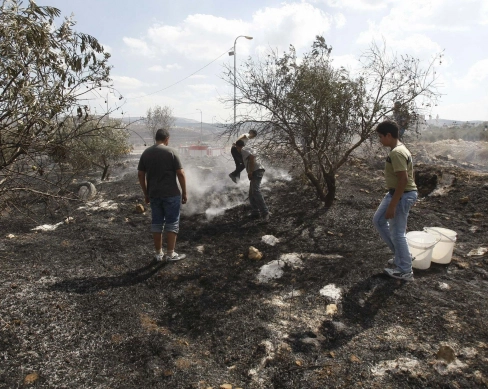 157 مليون دولار خسائر الزيتون منذ 2023.. و286 ألف شجرة متضررة في فلسطين