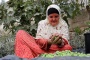 حين يقهر الاحتلال أهل الزيتون.. أشجار فلسطين مثقلة بالثمار وأصحابها محرومون منها