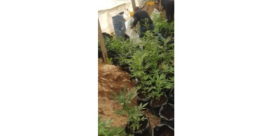 ضبط مشتل مخدرات في بيت لحم