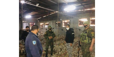 الضابطة الجمركية تضبط 4000 صوص حبش مهرب من إسرائيل في محافظة طوباس
