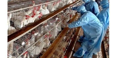"انفلونزا الطيور".. مخاطر تحت السيطرة