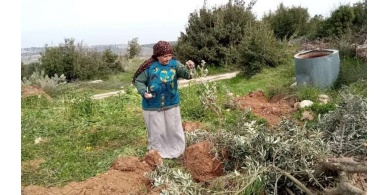 الاحتلال يجرف اراض ويقتلع عشرات أشجار الزيتون في بيت أمر