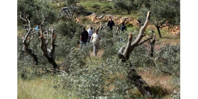 الاحتلال يقتلع عشرات أشجار الزيتون ويجرف أراضي ويهدم جدرانا استنادية جنوب بيت لحم