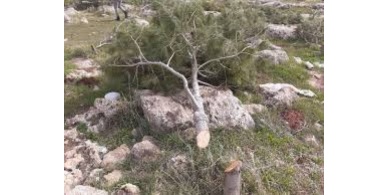 الاحتلال يشرع باقتلاع أشجار حرجية في منطقة 'عينون' شرق طوباس