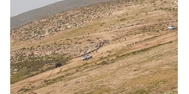الاحتلال يطارد رعاة أغنام شرق يطا 