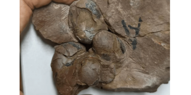 العثور على أصغر بيضة لديناصور غير طائر عمرها 80 مليون سنة