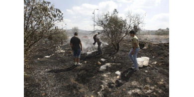 157 مليون دولار خسائر الزيتون منذ 2023.. و286 ألف شجرة متضررة في فلسطين