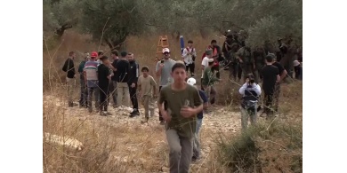 في موسم الزيتون.. الاحتلال والمستوطنون يشنون اعتداءات واسعة بالضفة