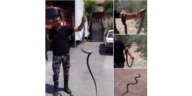 (فيديو) الدفاع المدني يمسك عربيد داخل حظيرة أغنام في بلدة اليامون غرب جنين