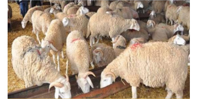 المفتي العام يؤكد جواز التضحية بالأنعام المسمنة