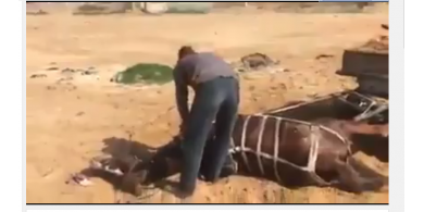 شاهد: شاب من غزة قام بقتل حصانه لانه لم يستطع ان يجر الحمولة