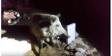 شاهد بالفيديو : صيد خنزير داخل مقبرة كان ينبش فوق القبر مع جمال العمواسي