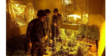 بالصور: ضبط 2000 شتلة ماريجوانا  مهجنة بمستنبت داخل منزل ببلدة بيت امر