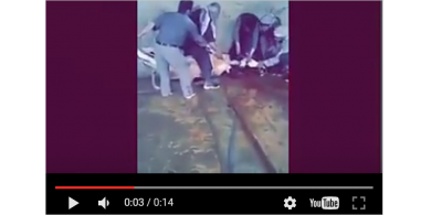 بالفيديو....شاهد ماذا حصل لعجوز خلال ذبح بقرة