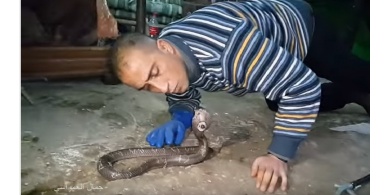 شاهد بالفيديو : تقبيل رأس افعى الكوبرا مع جمال العمواسي !