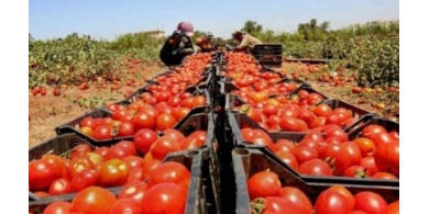 قرار إسرائيلي جديد ضد المنتجات الزراعية الفلسطينية