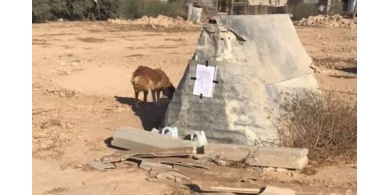 كلاب ضالة تنهش جسد رضيعة بالنقب المحتل