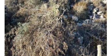 مستوطنون يقطعون عشرات أشجار الزيتون في بلدة نحالين غرب بيت لحم