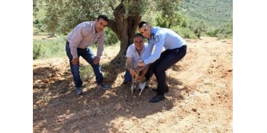 جودة البيئة: غزال الجبل الفلسطيني من القفص إلى الطبيعة في رام الله