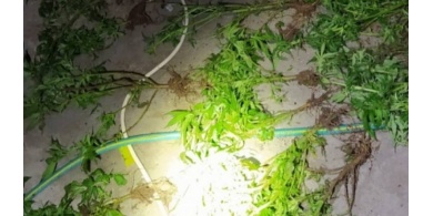 الشرطة تضبط أشتال ماريجوانا مخدرة داخل منزل في بلدة دير الغصون شمال طولكرم