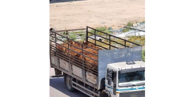 الضابطة الجمركية تضبط أكثر من 100 عجل مهرب من إسرائيل في جنين
