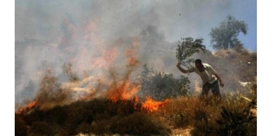 مستوطنون يحرقون عشرات أشجار الزيتون في بورين جنوب نابلس ﻿