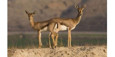 صور.. تحرير 13 غزالًا كانت بحوزة أحد المواطنين في جنين