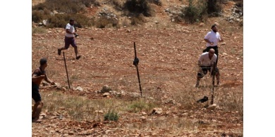 مستوطنون يعتدون على رعاة الماشية ويقطعون أشجار زيتون بمسافر يطا جنوب الخليل