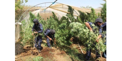 الشرطة تضبط 35 شتلة ماريجوانا مخدرة في بلدة الظاهرية بالخليل