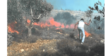 الاحتلال يتسبب باحتراق 14 دونما في المغير ومستوطنوه يرشون الأراضي بالسموم