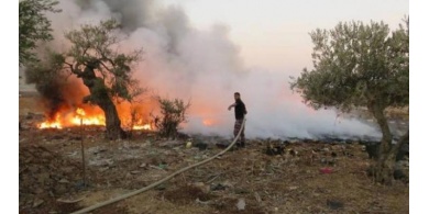 حريق يأتي على 60 شجرة زيتون في بلدة كفرذان غرب جنين