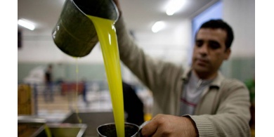 سعر كيلو زيت الزيتون قد يصل الى 30 شيكل هذا العام