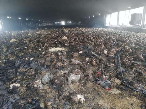 نفوق 20 الف طير في حريق بركس دواجن بمحافظة قلقيلية