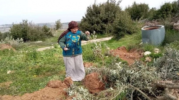 الاحتلال يجرف اراض ويقتلع عشرات أشجار الزيتون في بيت أمر