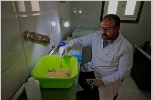 مهندس يترك مجاله للبحث عن سم العقارب
