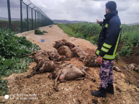 جنين: نفوق 20 رأس غنم وفقدان 50 غرقاً في سهل مرج بن عامر