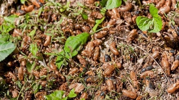 حشرات الزيز تنهي غزوتها الأمريكية