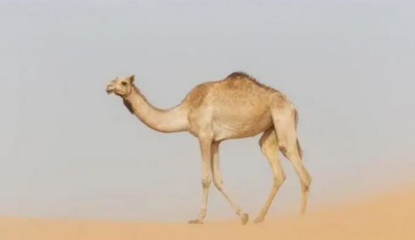 الكشف عن السر الغامض الذي يجعل الجمل يتحمل العطش لأسابيع