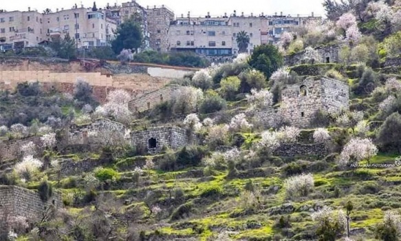 لِفْتا&hellip; قرية فلسطينية ظليلة بين القدس ويافا تهددها أطماع دولة الاحتلال