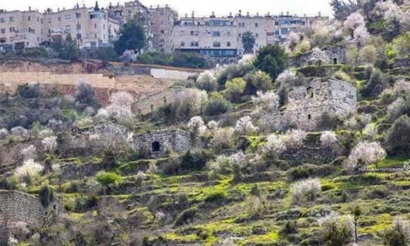قرية لفتا الفلسطينية.. “للبيع” في مزاد إسرائيلي
