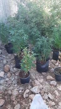 ضبط مشتلين لزراعة المارجوانا غرب رام الله