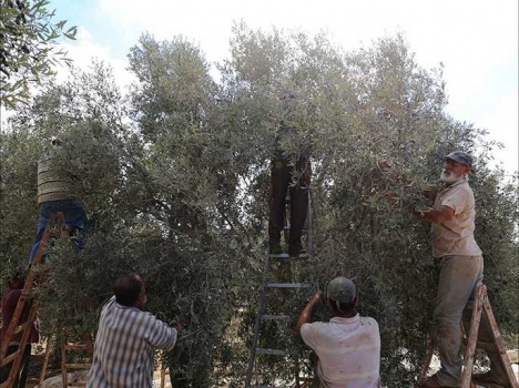 خبير يشرح مخاطر القطف المبكر للزيتون في فلسطين