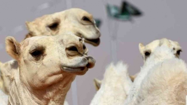  القبض على وافد يجري عمليات تجميل للإبل لزيادة سعرها