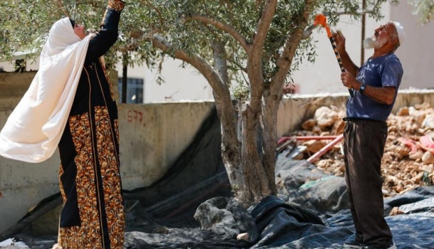 انطلاق حملة "احنا معكم" لمساعدة المزارعين في قطف الزيتون