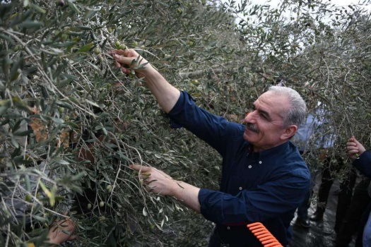 اشتية لدى مشاركته بقطف ثمار الزيتون من سلفيت: الحكومة ضاعفت موازنة الزراعة بأكثر من 100٪