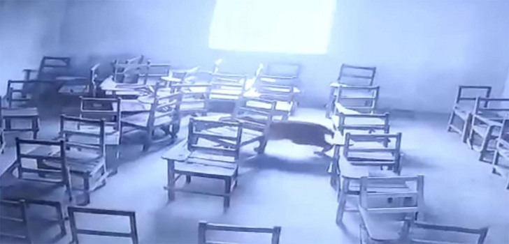 فيديو .. فهد يهاجم تلميذاً داخل أحد الصفوف في الهند