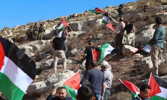 مستوطنون يقطعون 600 شجرة زيتون غرب نابلس