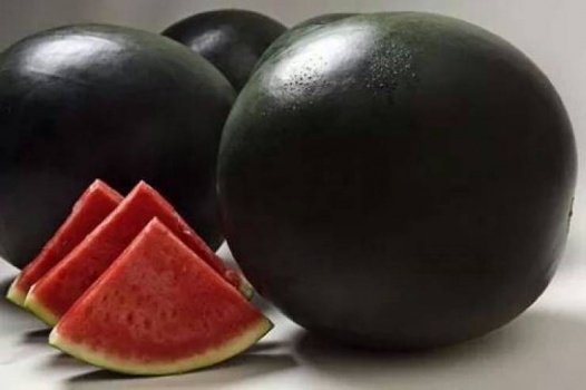 الأغلى في العالم.. هل سمعت بـ'البطيخ الأسود'؟
