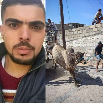 مصرع مواطن بضربة عجل جنوب غزة
